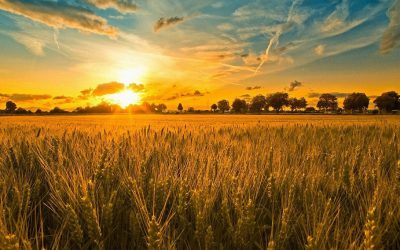 La enfermedad celíaca: la alergia al Gluten. Qué es, qué provoca, cómo se detecta y tratamiento.