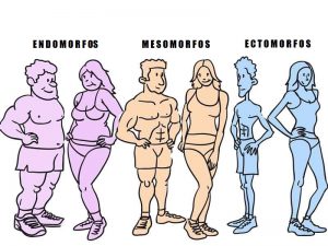 somatotipos-hombre-mujeres-endomorfo-ectomorfo-y-mesomorfo