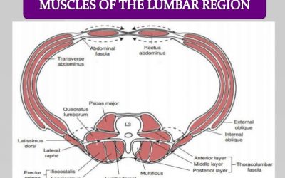 EFECTIVIDAD PARA FORTALECER TU ABDOMEN: UNA VISIÓN INTEGRADORA, EJERCICIO ADECUADO Y NUTRICIÓN